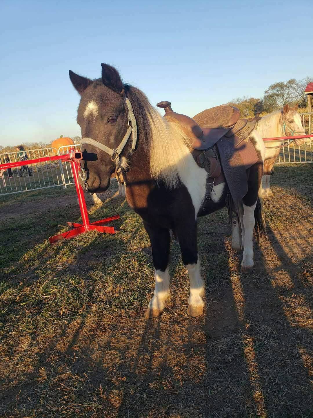 Premium horse carriage rides