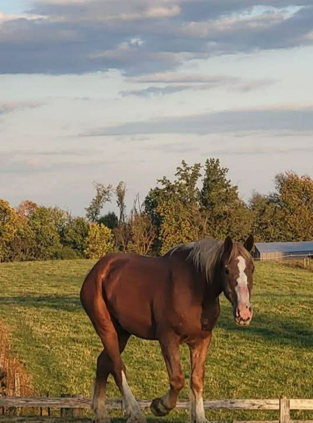 Pony for children's birthday party rides