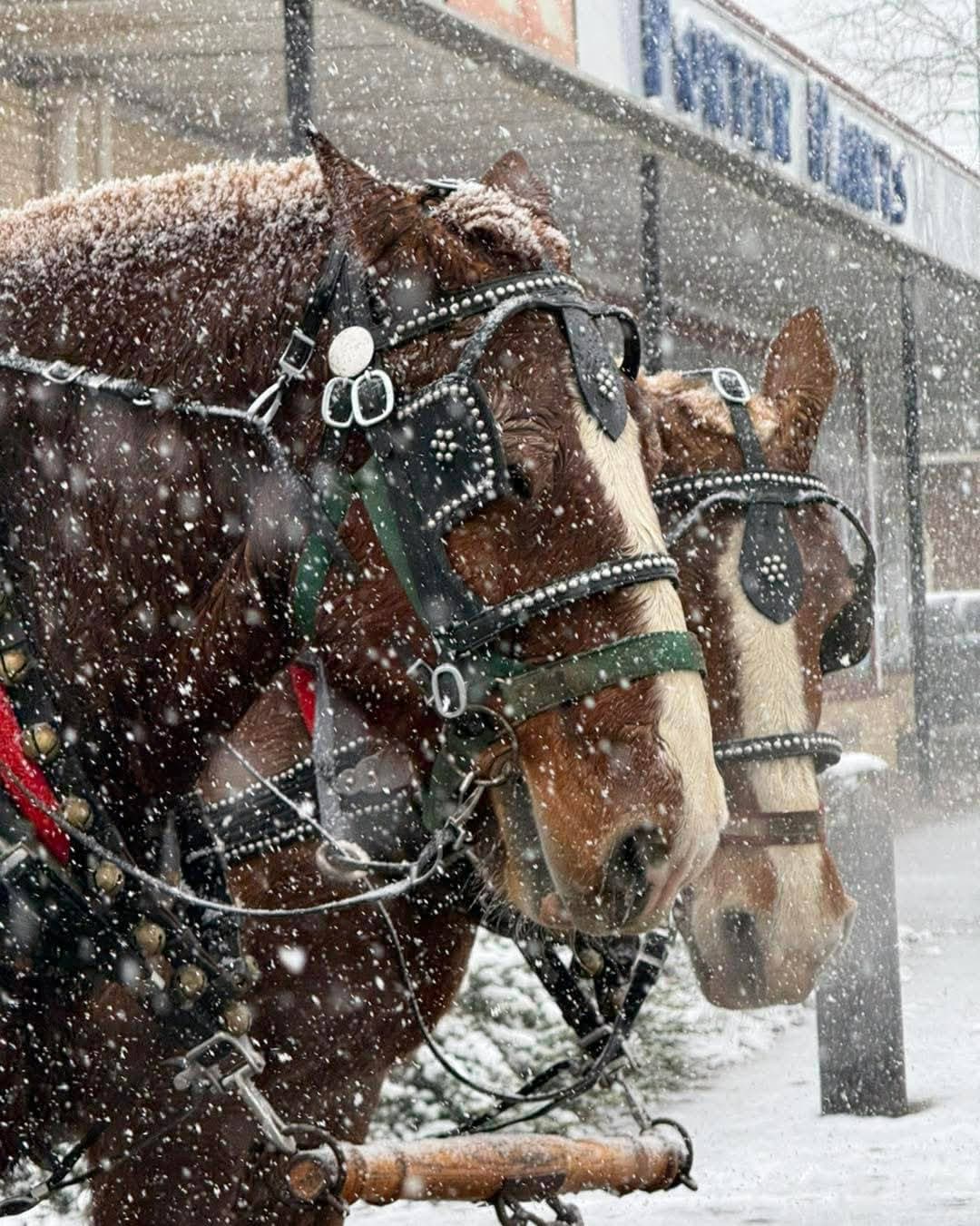 Horse and buggy carriage