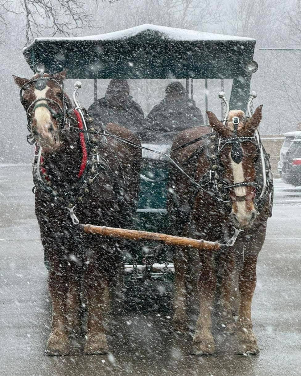 Contact Gosser's Horse Drawn Carriage Rides