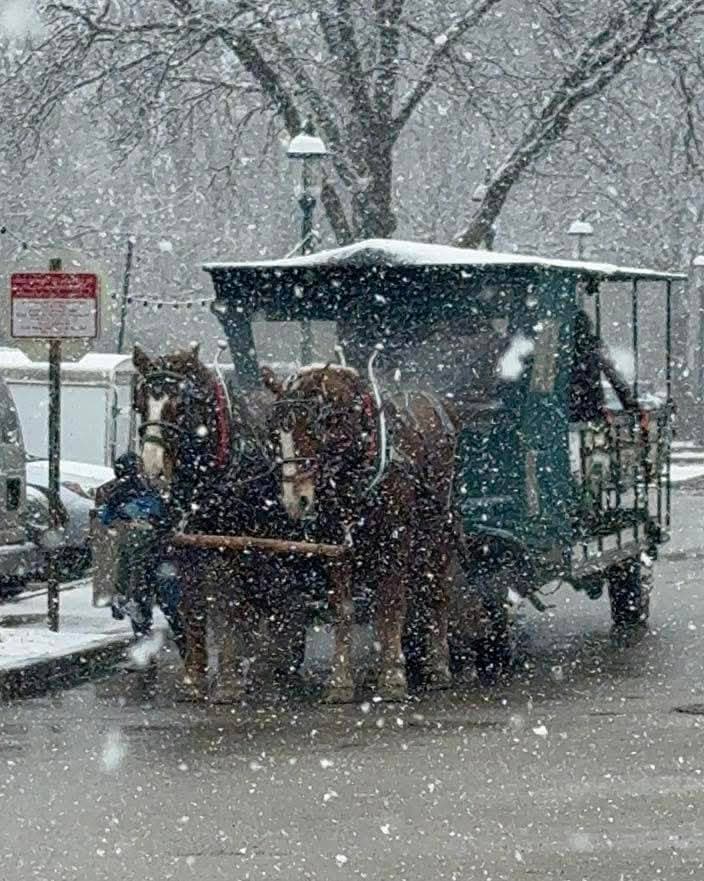 Scenic horse carriage ride